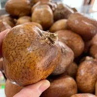 Саудовский орех мохилхин от бесплодия