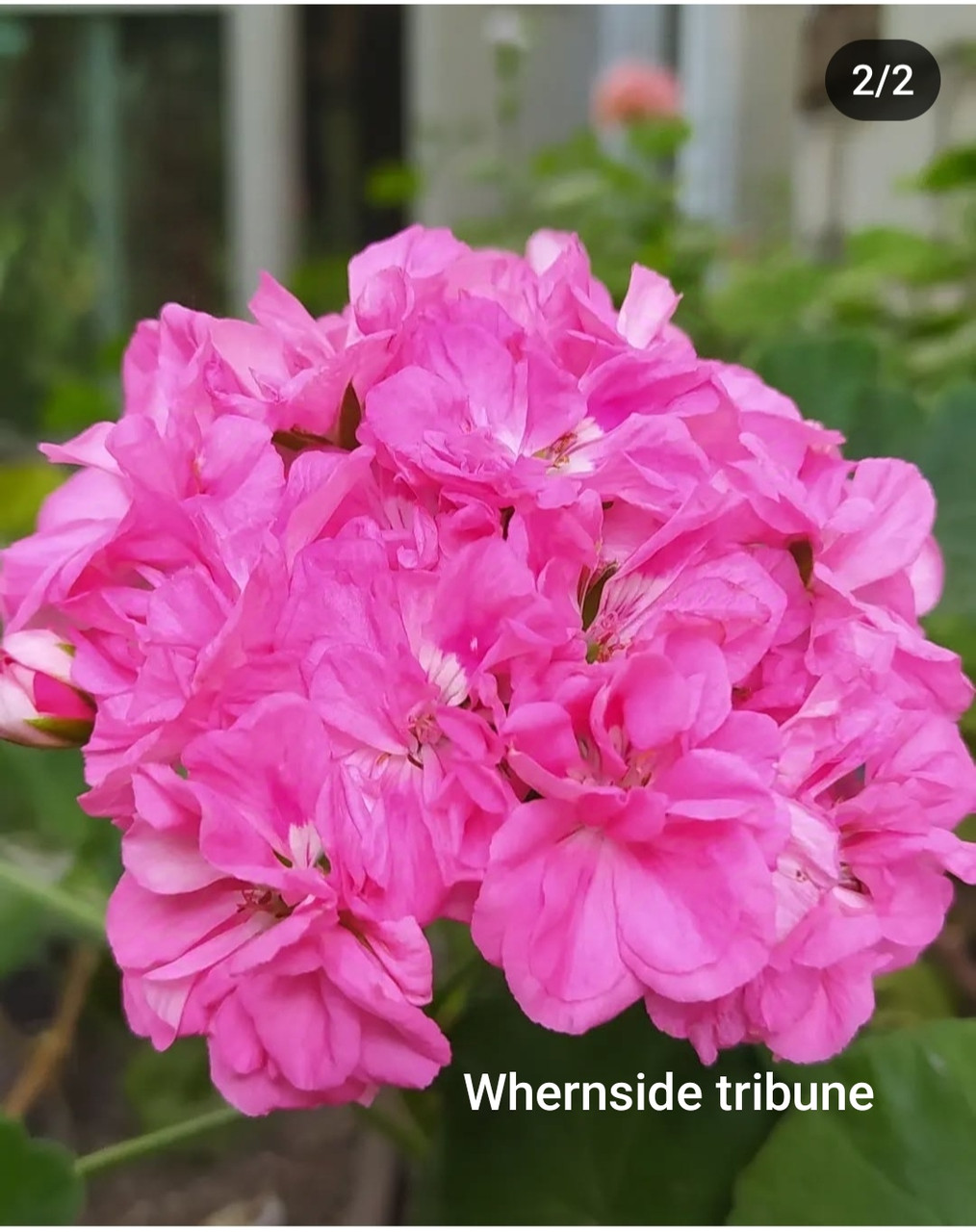 Пеларгония Whernside tribune  ( укоренённый черенок)