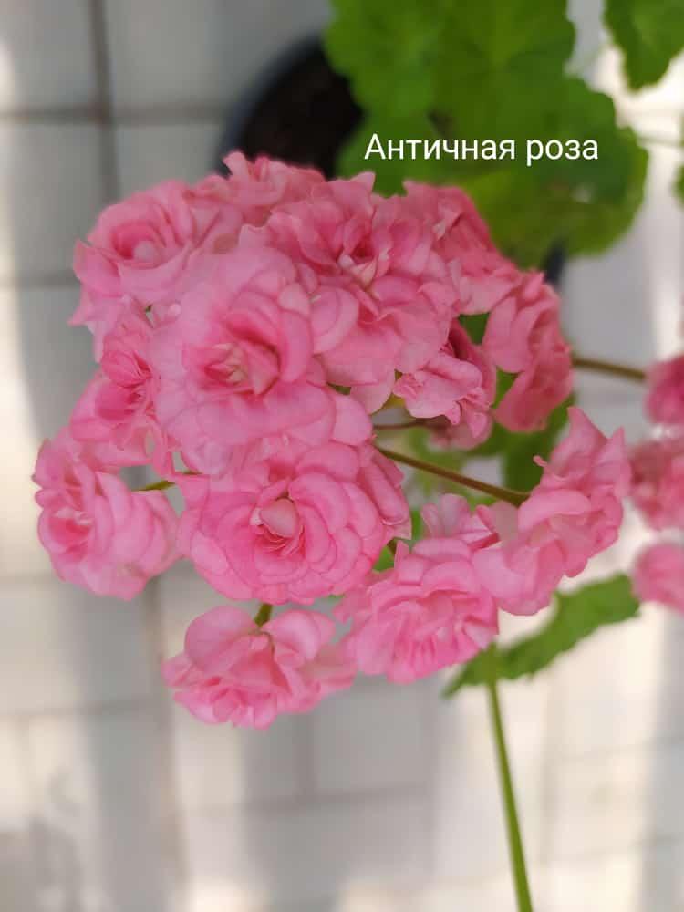 Grainger's Antique Rose (Античная роза)