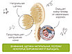 Щеточка детская расческа с натуральной щетиной с расческой-гребешком ROXY-KIDS, цвет бежевый, фото 4