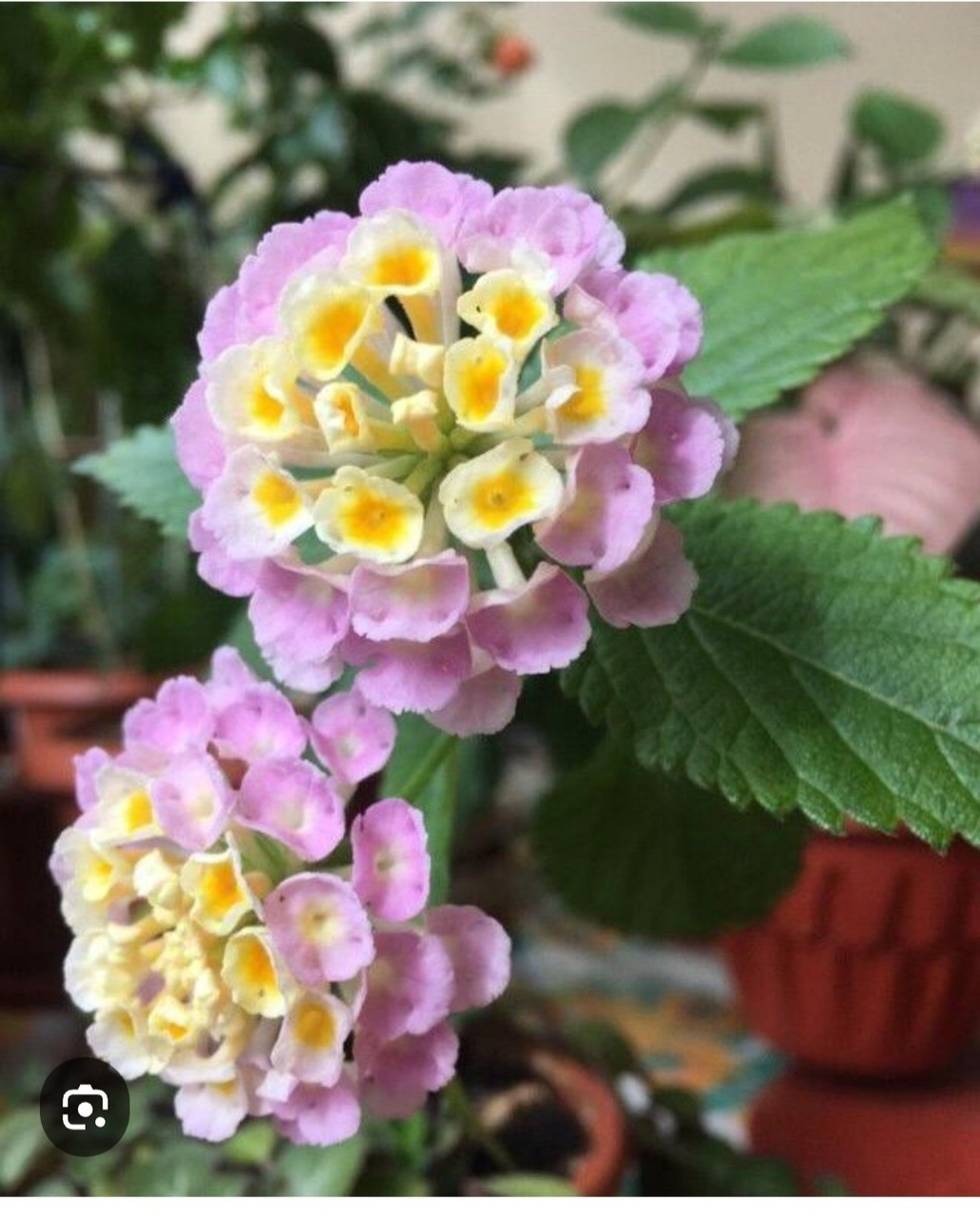 Лантана розовая (укорененный черенок)