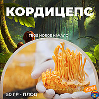 Плоды кордицепса 50 г