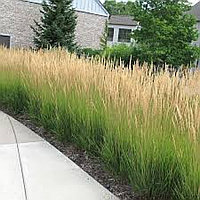 Вейник канадский (Bluedjoint Reedgrass) С1,5