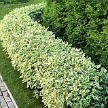 Дерен белый Елегантисима (Cornus alba Elegantisima) С5 60-80 см, фото 2