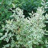 Дерен белый Елегантисима (Cornus alba Elegantisima) С5 60-80 см, фото 5