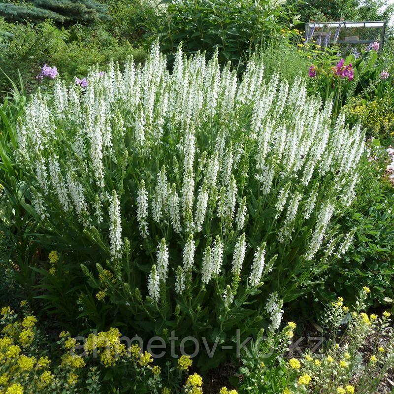 Шалфей дубравный белый Мерло ( Salvia nemorosa Merleau ) С2