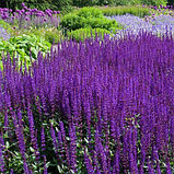 Шалфей дубравный Нью Демейшн сине-голубой (Salvia nemorosa New Demension) С2, фото 3