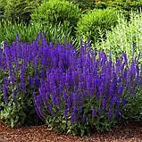 Шалфей дубравный Нью Демейшн сине-голубой (Salvia nemorosa New Demension) С2, фото 4