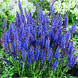 Шалфей дубравный Нью Демейшн сине-голубой (Salvia nemorosa New Demension) С2, фото 5