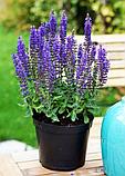 Шалфей дубравный Нью Демейшн сине-голубой (Salvia nemorosa New Demension) С2, фото 6