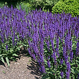 Шалфей дубравный Нью Демейшн сине-голубой (Salvia nemorosa New Demension) С2, фото 7
