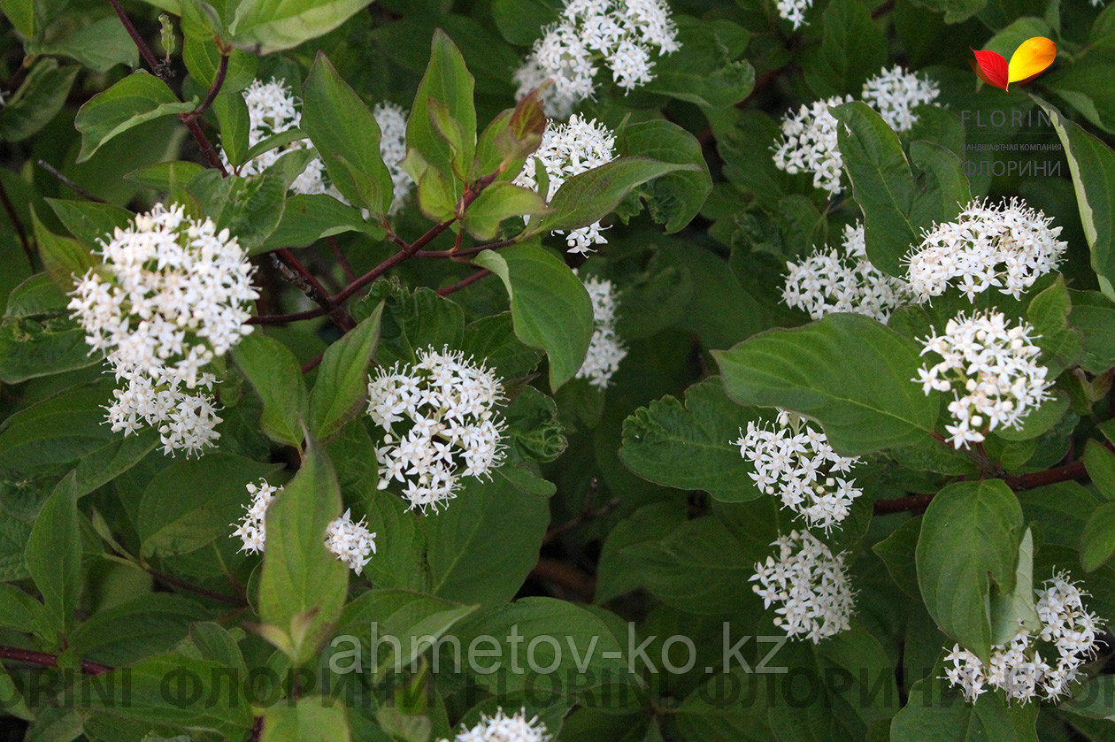 Дерен белый сибирский (Cornus alba Sibirica) С3 40-60 см
