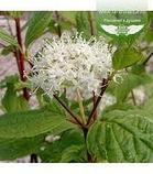 Дерен белый сибирский (Cornus alba Sibirica) С5 60-80 см, фото 5