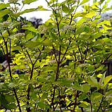 Дерен белый сибирский (Cornus alba Sibirica) С5 60-80 см, фото 6