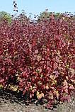 Дерен белый сибирский (Cornus alba Sibirica) С5 60-80 см, фото 7