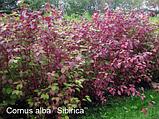 Дерен белый сибирский (Cornus alba Sibirica) С5 60-80 см, фото 8