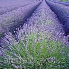 Лаванда узколистная Хидкот (Lavandula angustifolia Hidcote Blue) С2,5 20-40 см