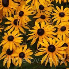 Рудбекия блестящая Голдштурм (Rudbeckia fulgida Goldsturm) C2