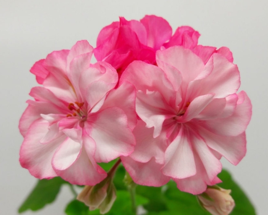 ИВ Олюшка/ укор.черенок НОВИНКА!, фото 1