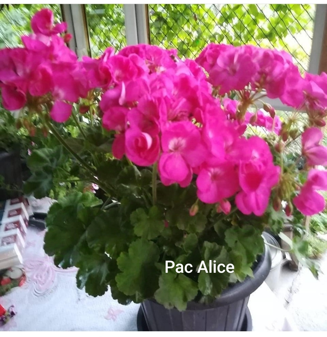 Пеларгония Pac Alice, фото 1