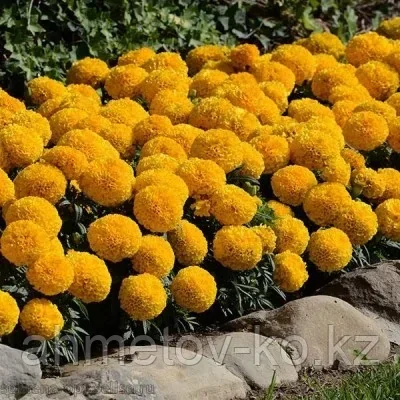 Тагетес Тайшан Меригольд желтый (Tagetes Taishan Marigold)