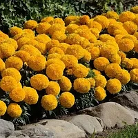 Тагетес Тайшан Меригольд желтый (Tagetes Taishan Marigold)
