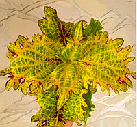 Колеус Утро в Париже/укорененный черенок