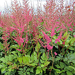 Астильба "Anita Pfeifer", фото 2