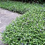 Барвинок малый Flower power, фото 2