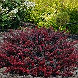 Барбарис тунберга Atropurpurea Nana С3,6, фото 3