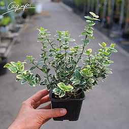 Бересклет форчуна Emerald Gaiety с3