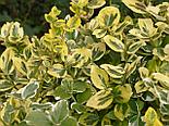 Бересклет форчуна Emerald'n Gold  С2, фото 4