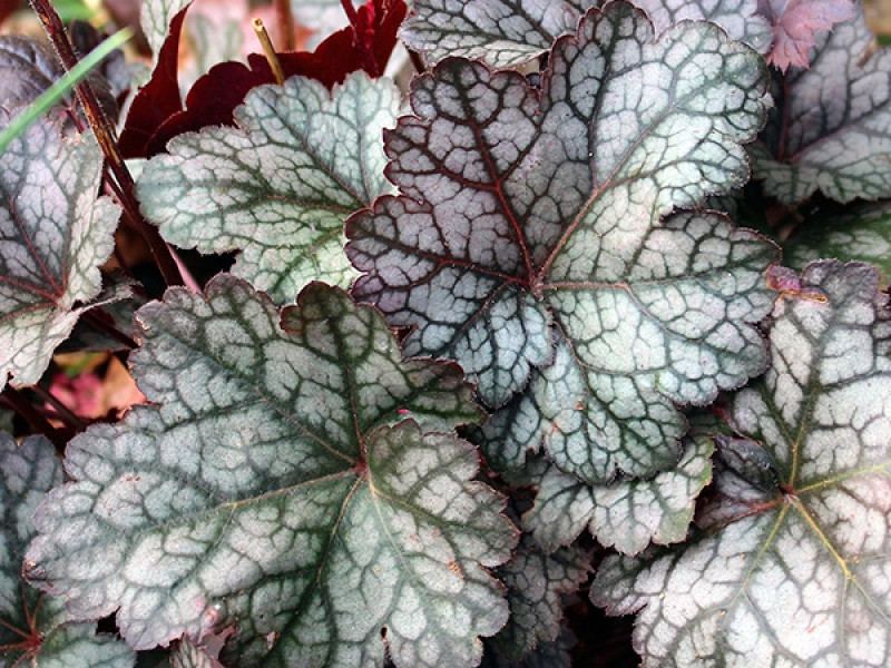 Гейхера "Glitter", С1, фото 1