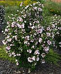 Гибискус сирийский Lady Stanley С3,6, фото 3