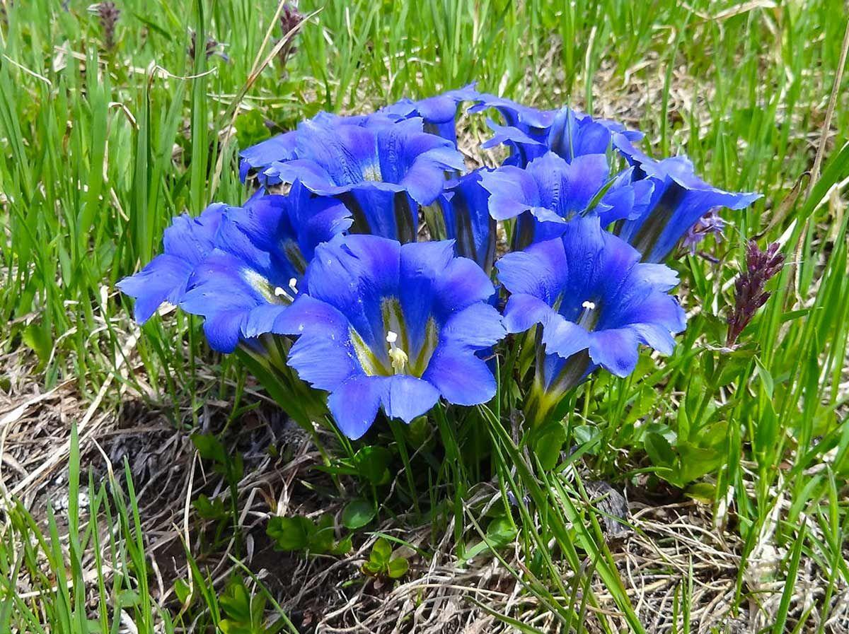 Горечавка динарская Р9, фото 1