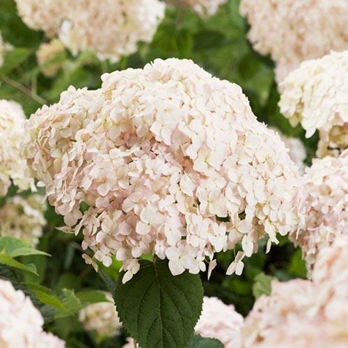 Гортензия древовидная Candybelle Marshmallow с2, фото 1