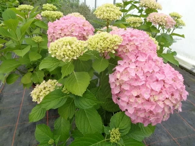 Гортензия крупнолистная Belle Seduction Noble С3,6, фото 1