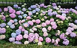 Гортензия крупнолистная Endless Summer Original с2, фото 3