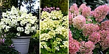 Гортензия метельчатая Bombshell С2, фото 2