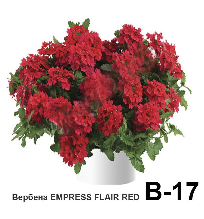 Вербена ампельная вегетативная Express Flair red ( укоренённый черенок)
