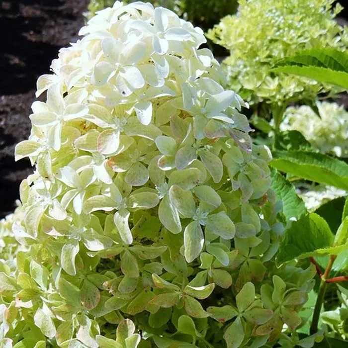 Гортензия метельчатая Magical Lime Sparcle С3, фото 1