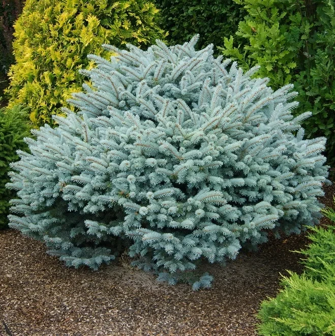 Ель голубая Glauca Globosa С10, фото 1