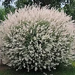 Ива Hakuro-Nishiki 100 см штамб С4, фото 2