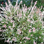 Ива цельнолистная Hakuro-nishiki Р13, фото 3