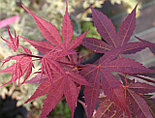 Клен веерный Atropurpureum Р9, фото 3