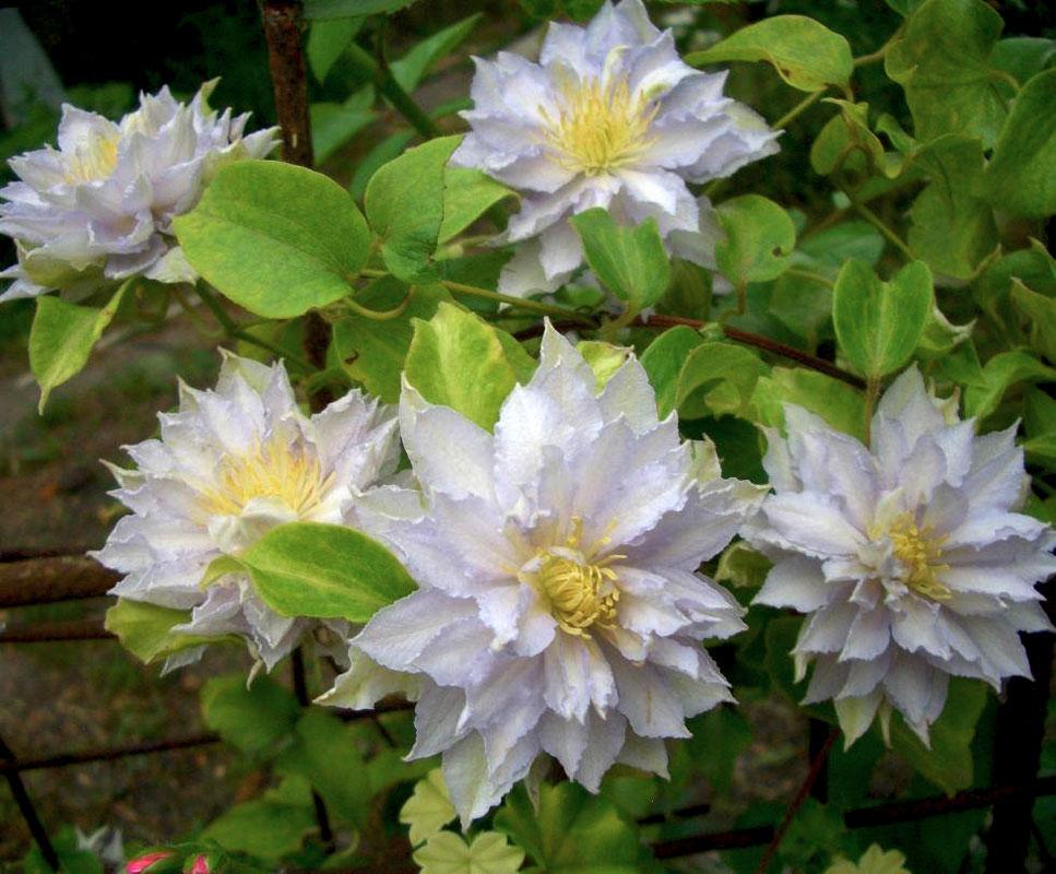 Клематис Dancing King Р9, фото 1