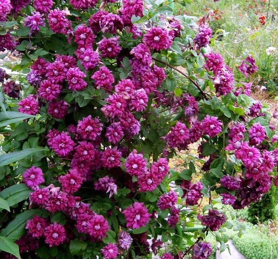Клематис Purpurea Dancing Elegance Р9, фото 1