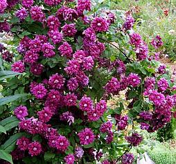 Клематис Purpurea Dancing Elegance Р9