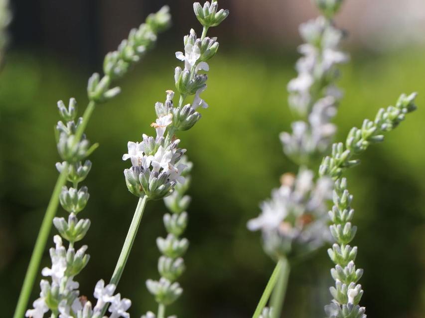 Ксюха Рыжик порно видео Санкт-Петербургтегі секс кеші