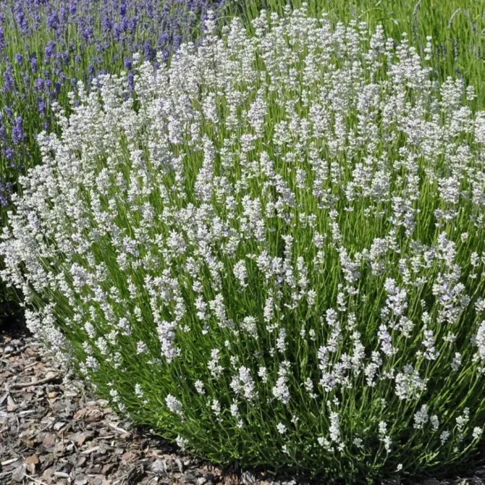 Лаванда узколистная Edelweiss Р9